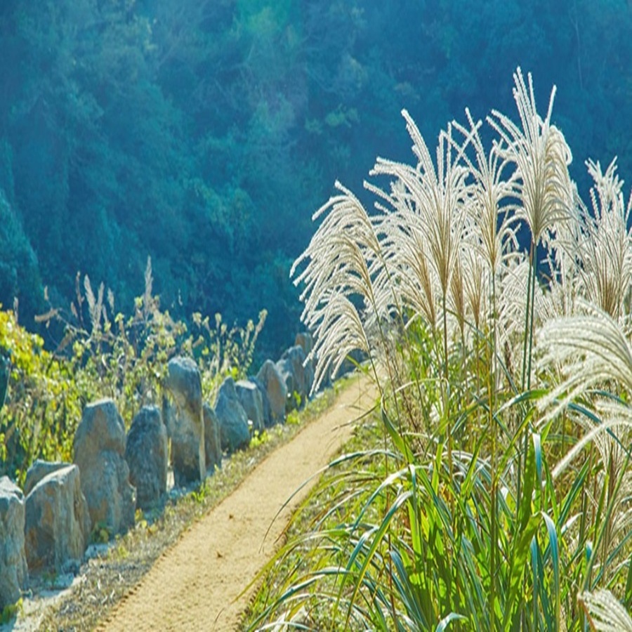 Eco-friendly forest trail surrounded by silver grass and lush ravine scenery at Hidden Cliff Jeju