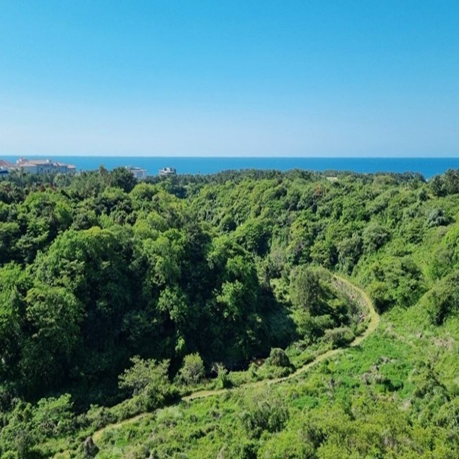 Peaceful walking trail surrounded by silver grass and trees at Hidden Cliff Hotel Jeju